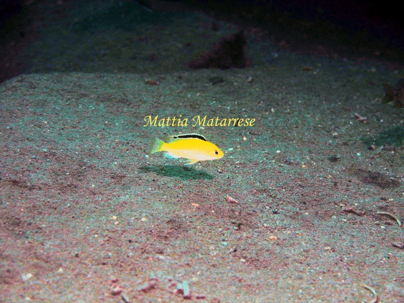 Labidochromis caeruleus 'Lion's Cove'